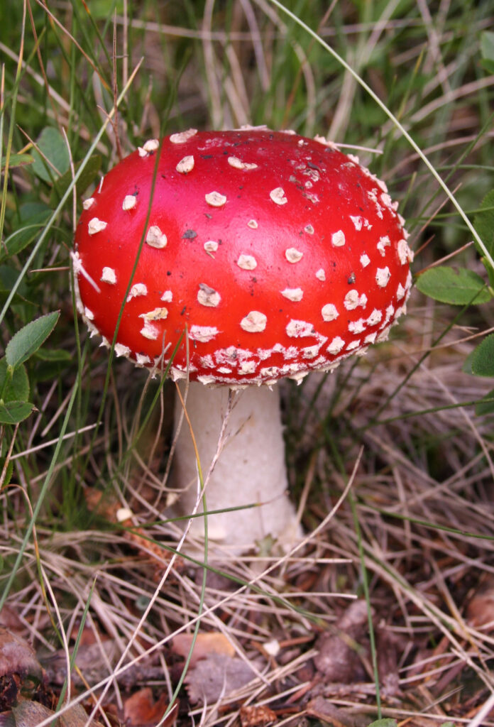 mushroom-puns-3
